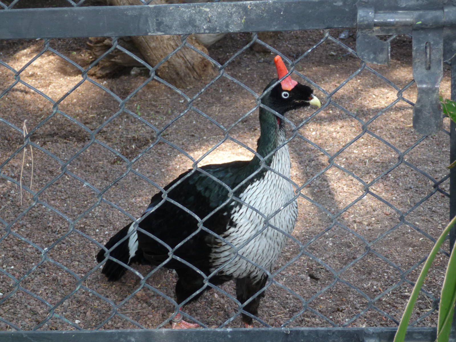 horned guan africam safari