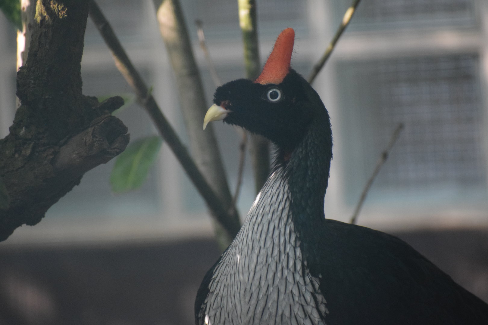 Horned guan - August 2023