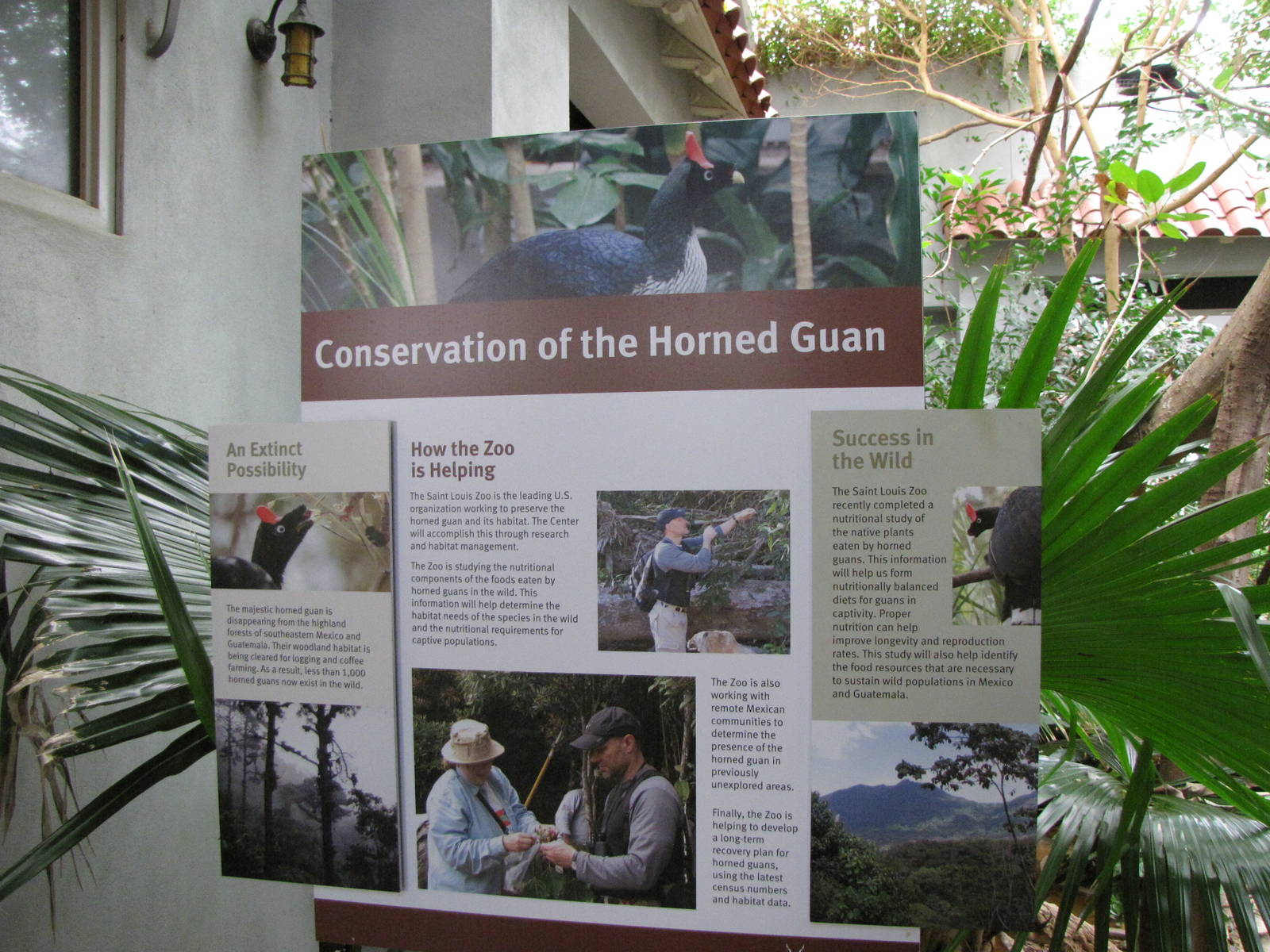 Horned Guan Conservation