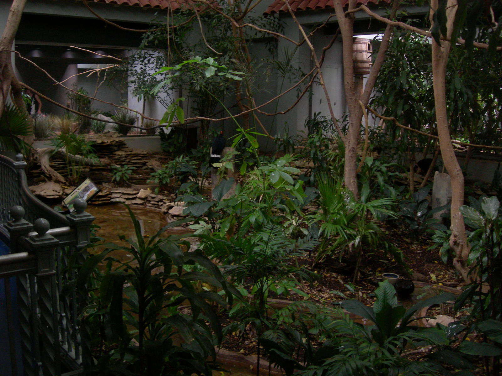Horned Guan Exhibit