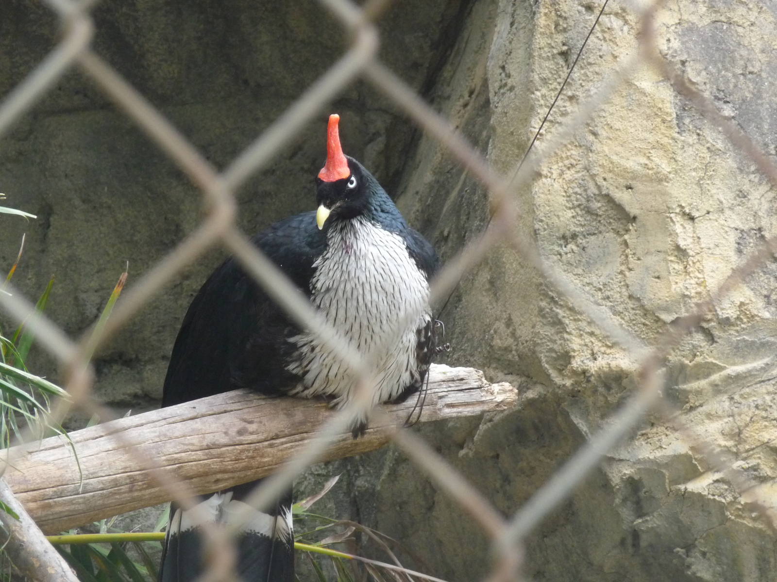 Horned guan Guadalajara Zoo