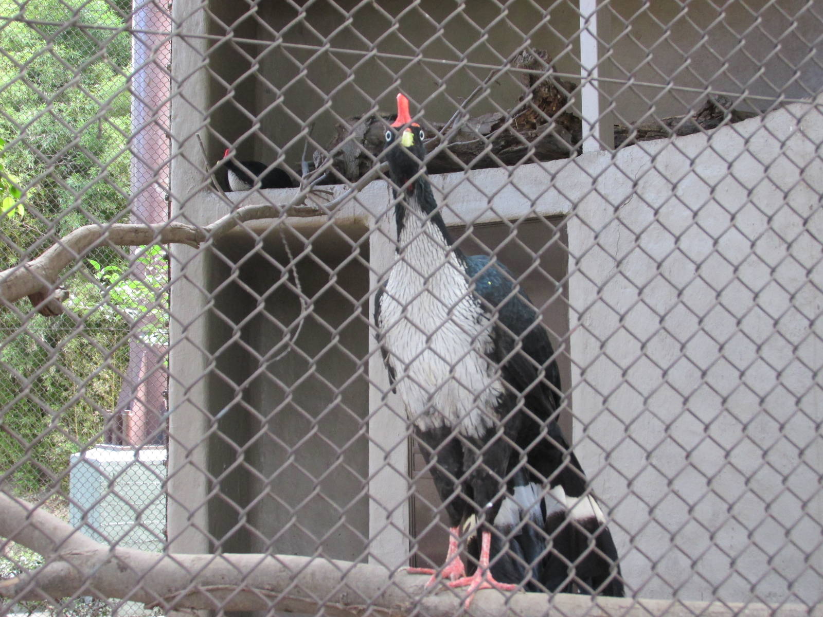 horned guan guadalajara zoo