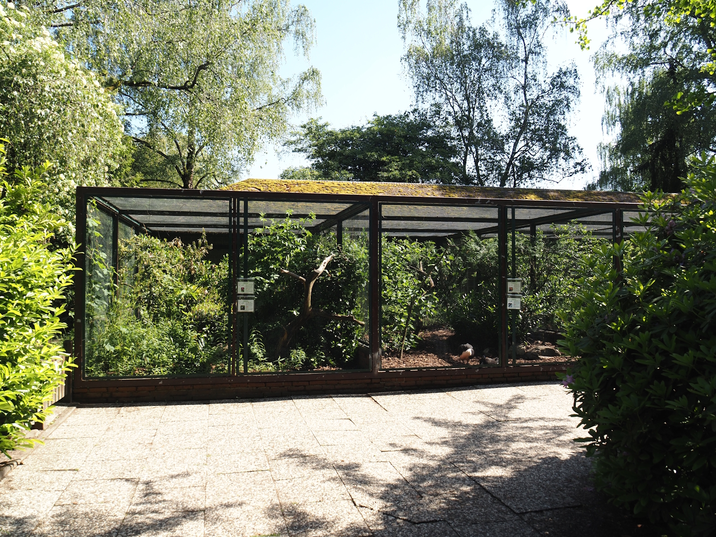 Horned guan/Northern cardinal and Maleo/Guianan cock-of-the-rock aviary, 2024-05-23