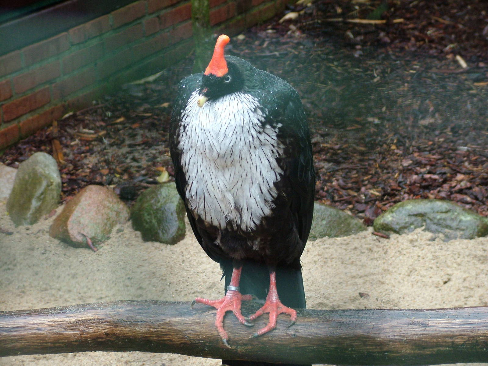 Horned Guan (Oreophasis derbianus) at Walsrode