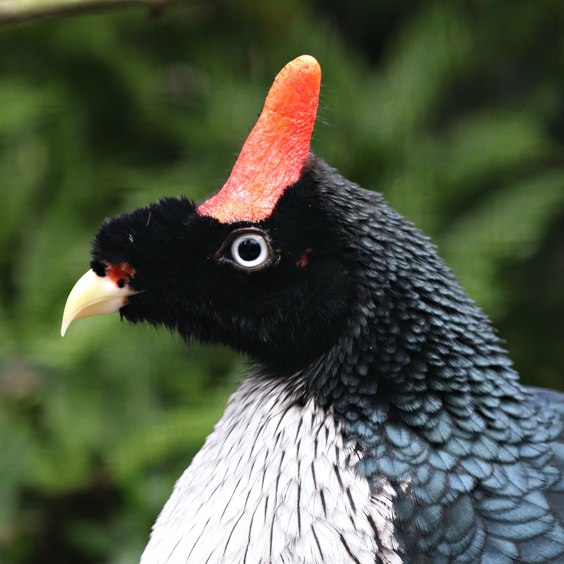 Horned guan (Oreophasis derbianus) - Fasanerie