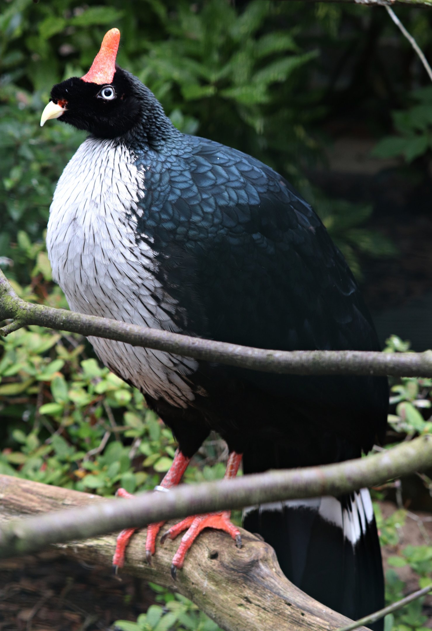 Horned guan (Oreophasis derbianus) - Fasanerie