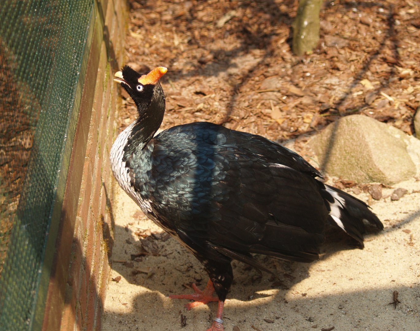 Horned guan (Oreophasis derbianus), May 2006