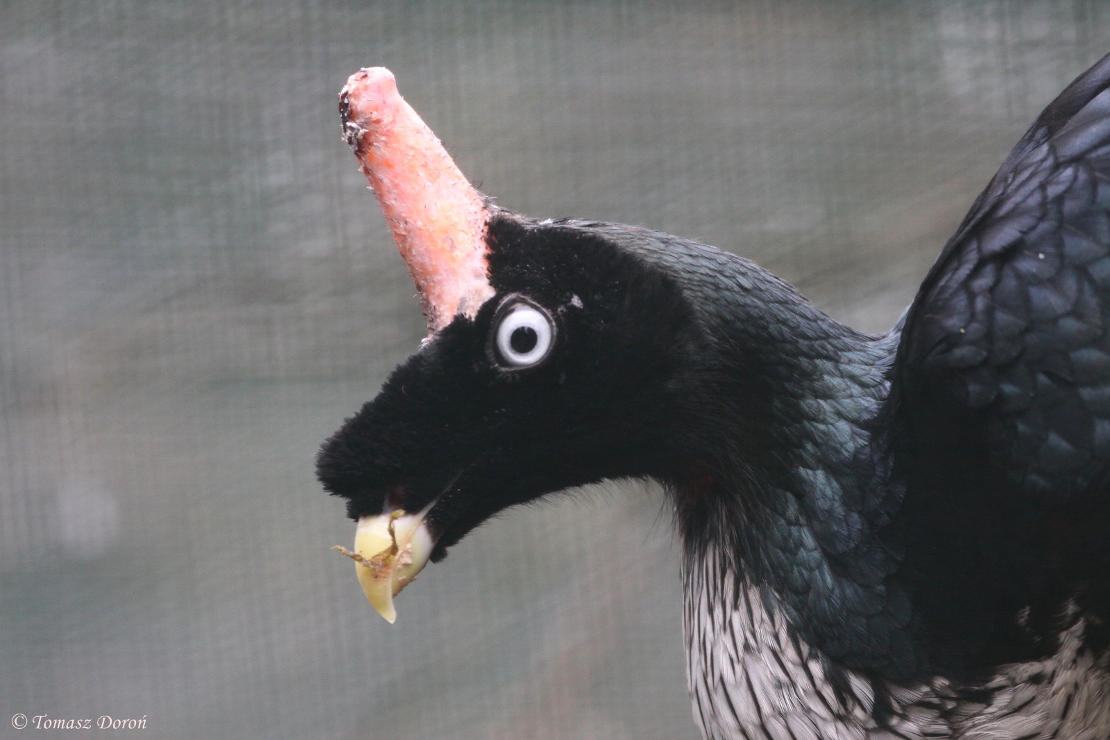 Horned guan (Oreophasis derbianus)