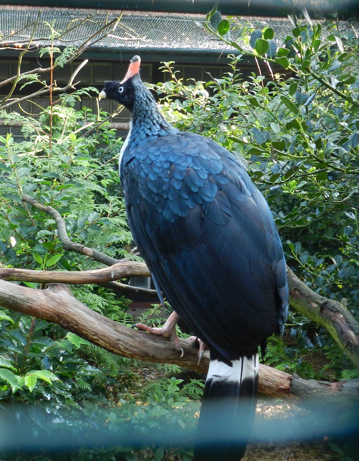 Horned Guan (Oreophasis derbianus)