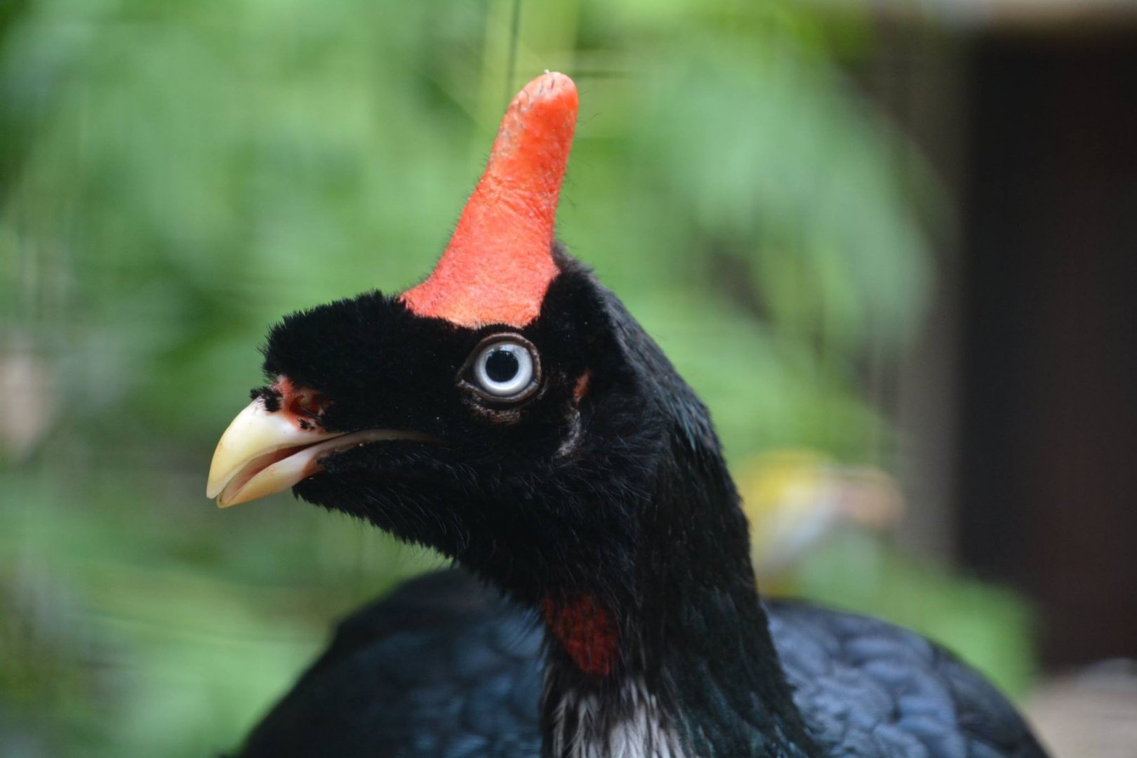 Horned guan (Oreophasis derbianus)