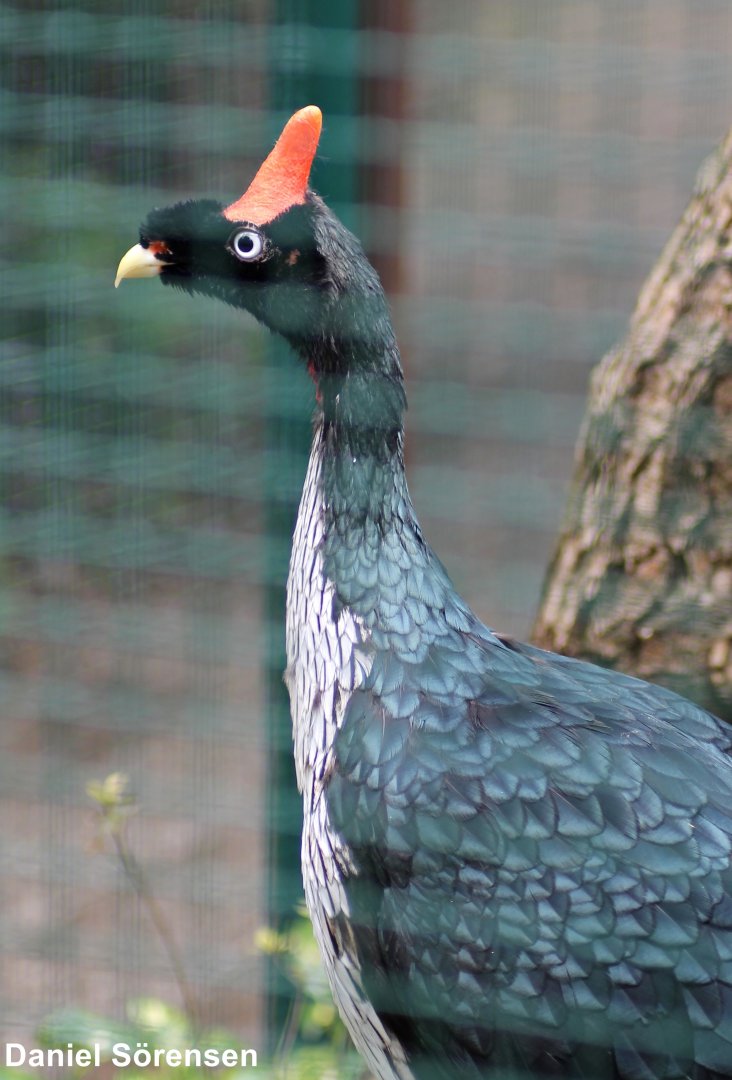 Horned guan (Oreophasis derbianus)