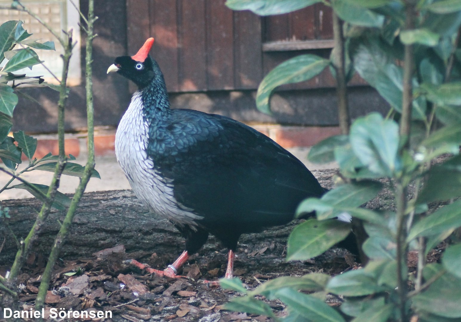 Horned guan (Oreophasis derbianus)
