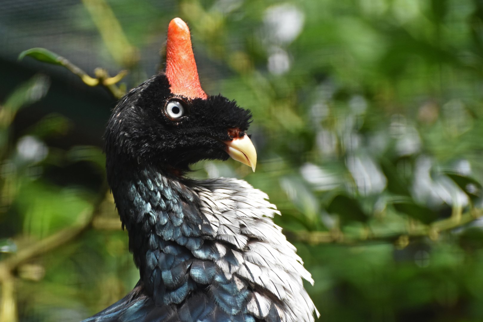 Horned Guan Oreophasis derbianus