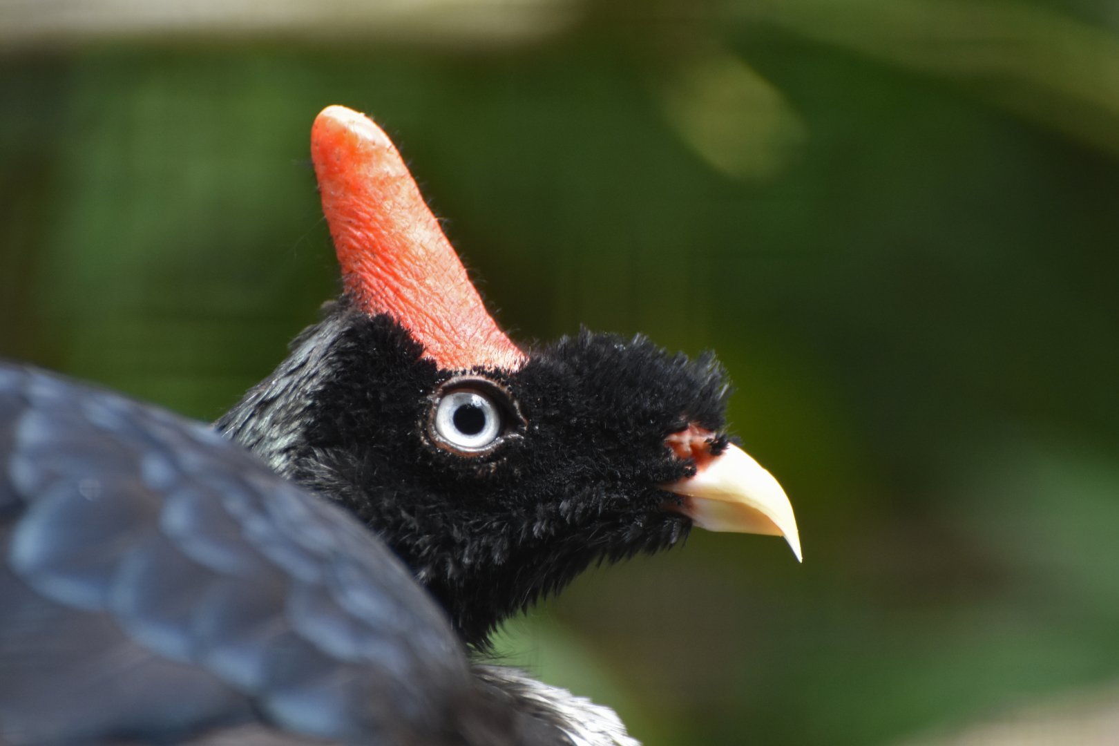 Horned Guan Oreophasis derbianus