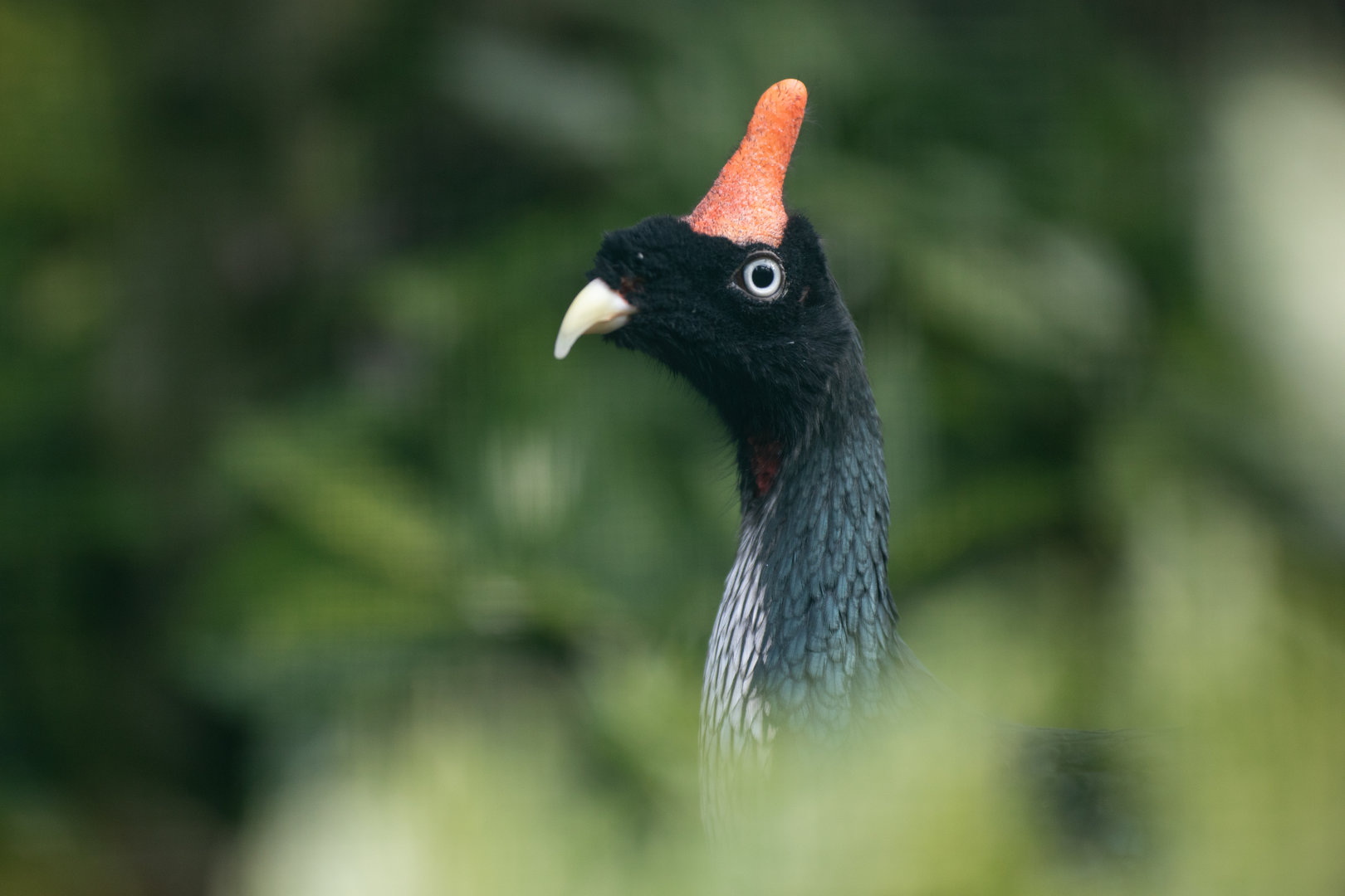 Horned guan (Oreophasis derbianus)