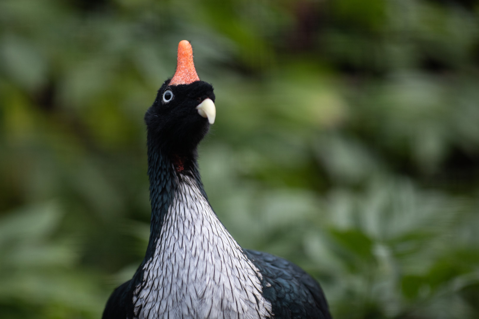 Horned guan (Oreophasis derbianus)