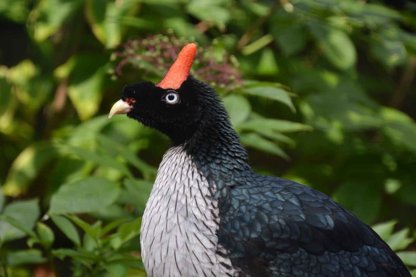 Horned guan (Oreophasis derbianus)