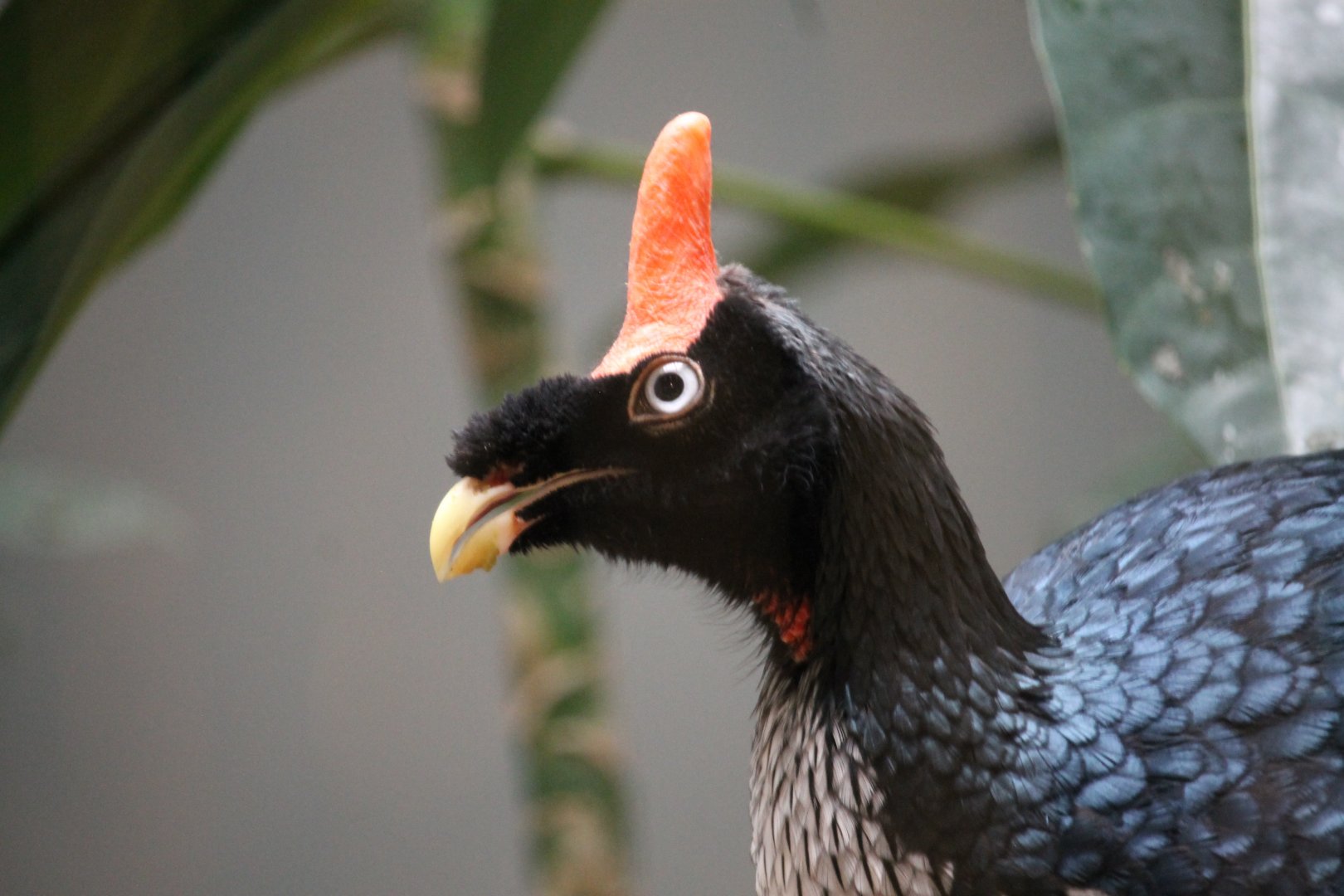 Horned guan (Oreophasis derbianus)