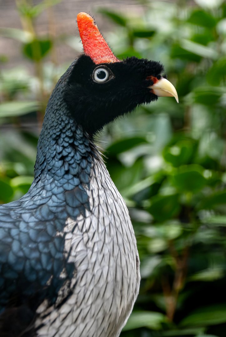 Horned guan (Oreophasis derbianus)