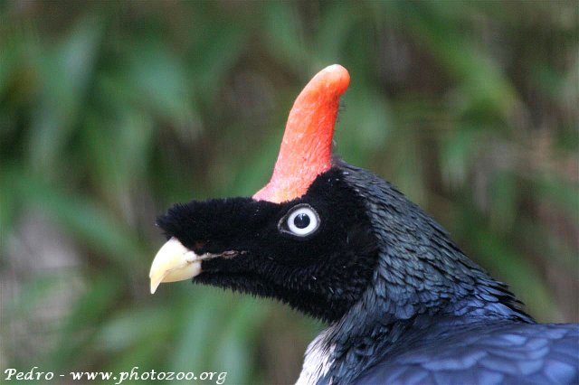 Horned guan (Oreophasis derbyanus)