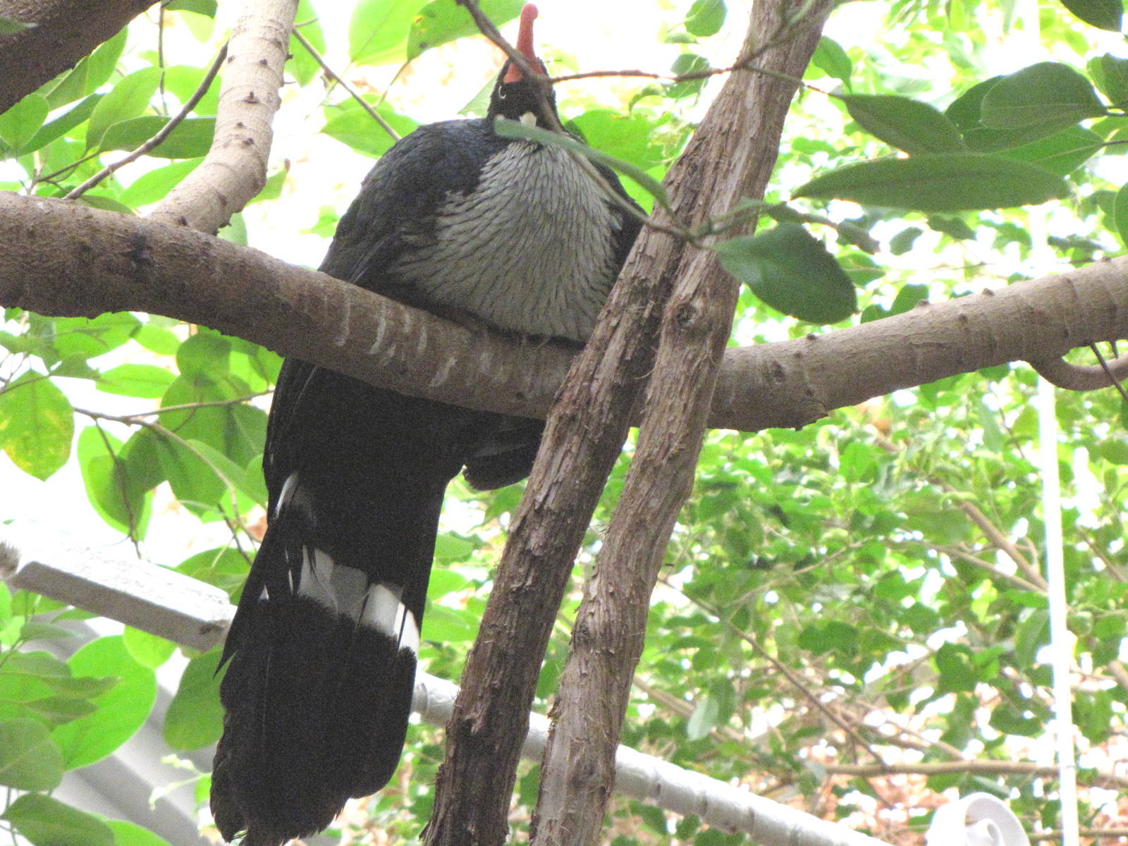 Horned Guan - Tropical Forest