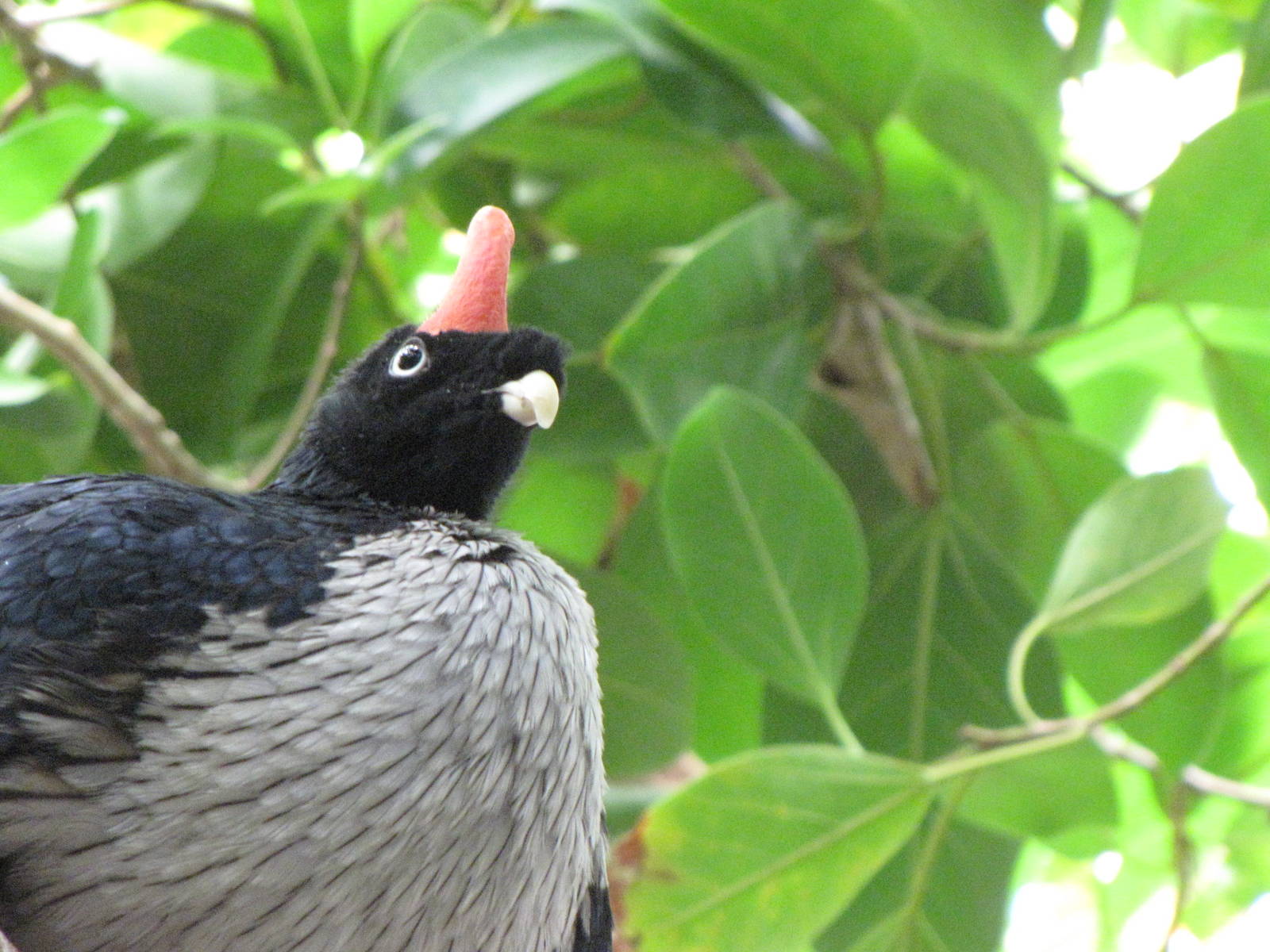 Horned Guan