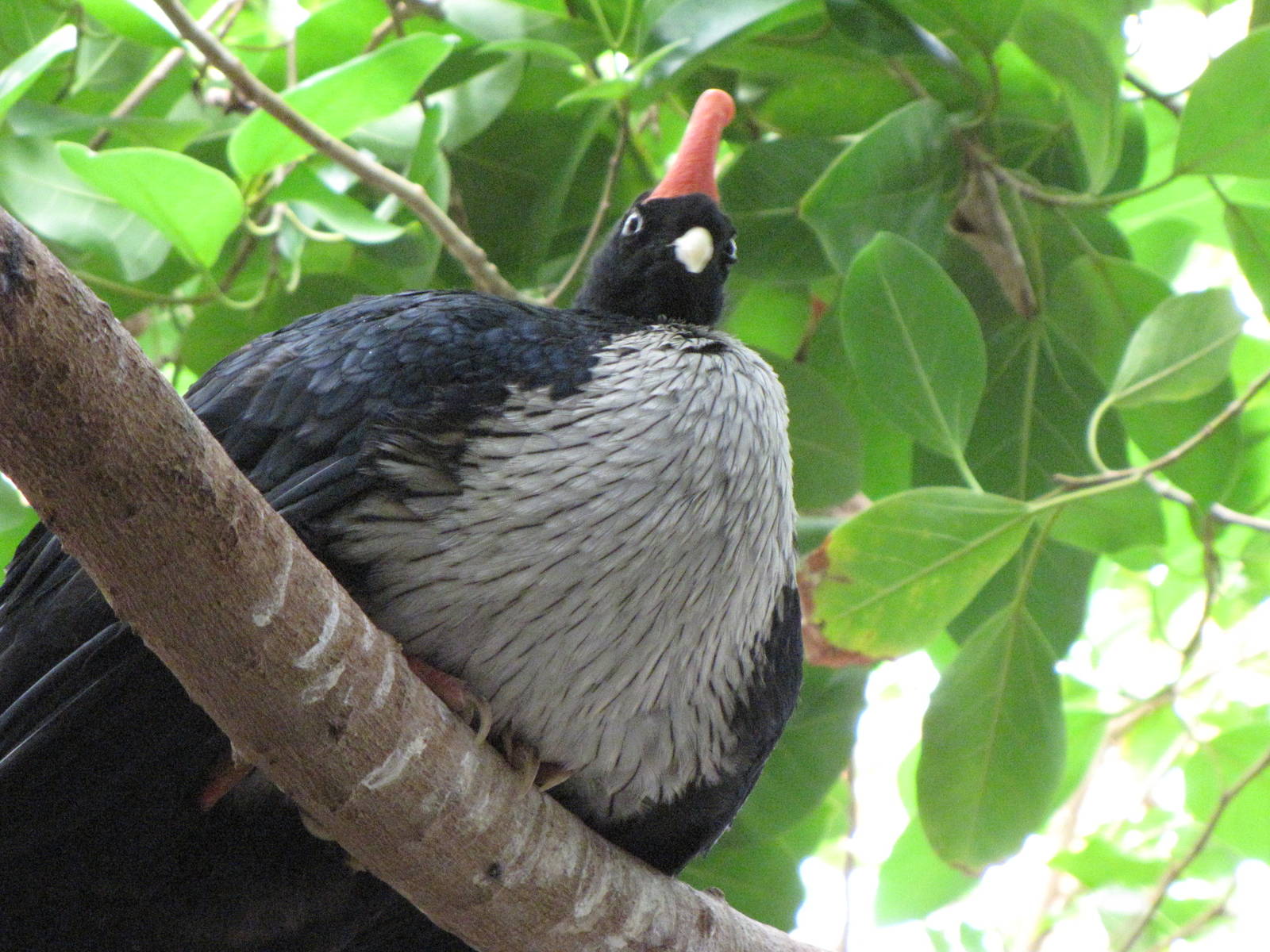 Horned Guan
