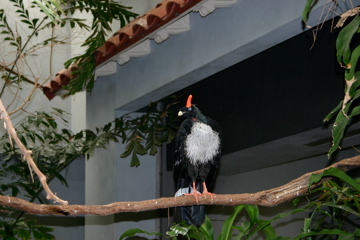 Horned Guan