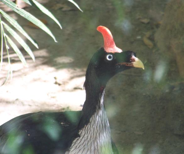 Horned Guan