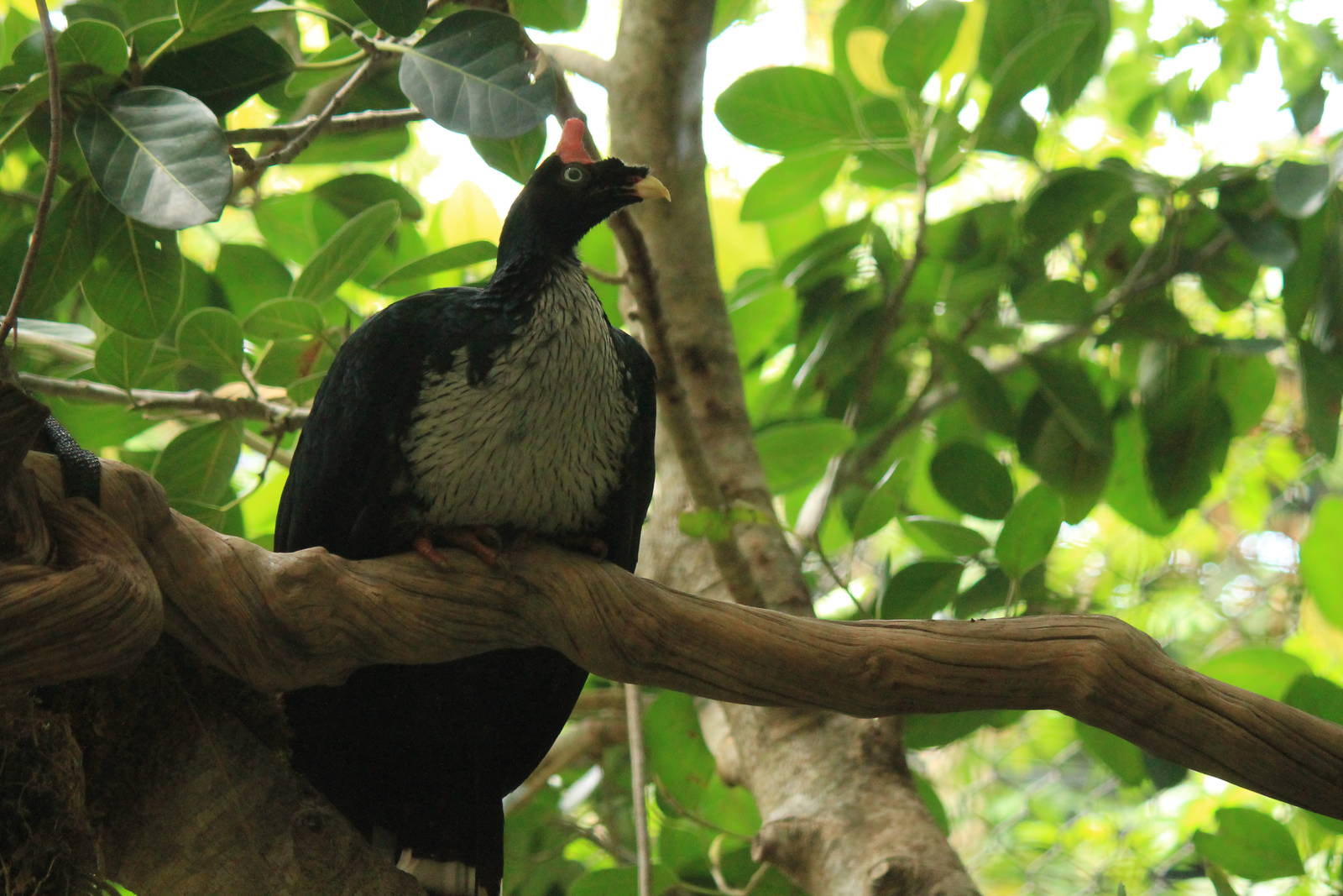 Horned Guan
