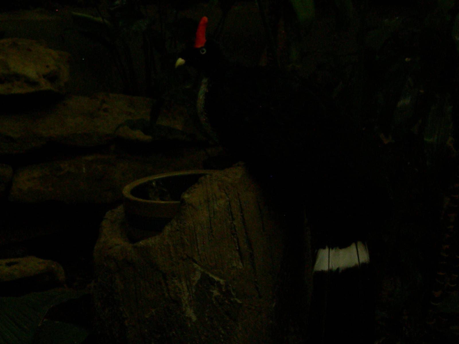 Horned Guan