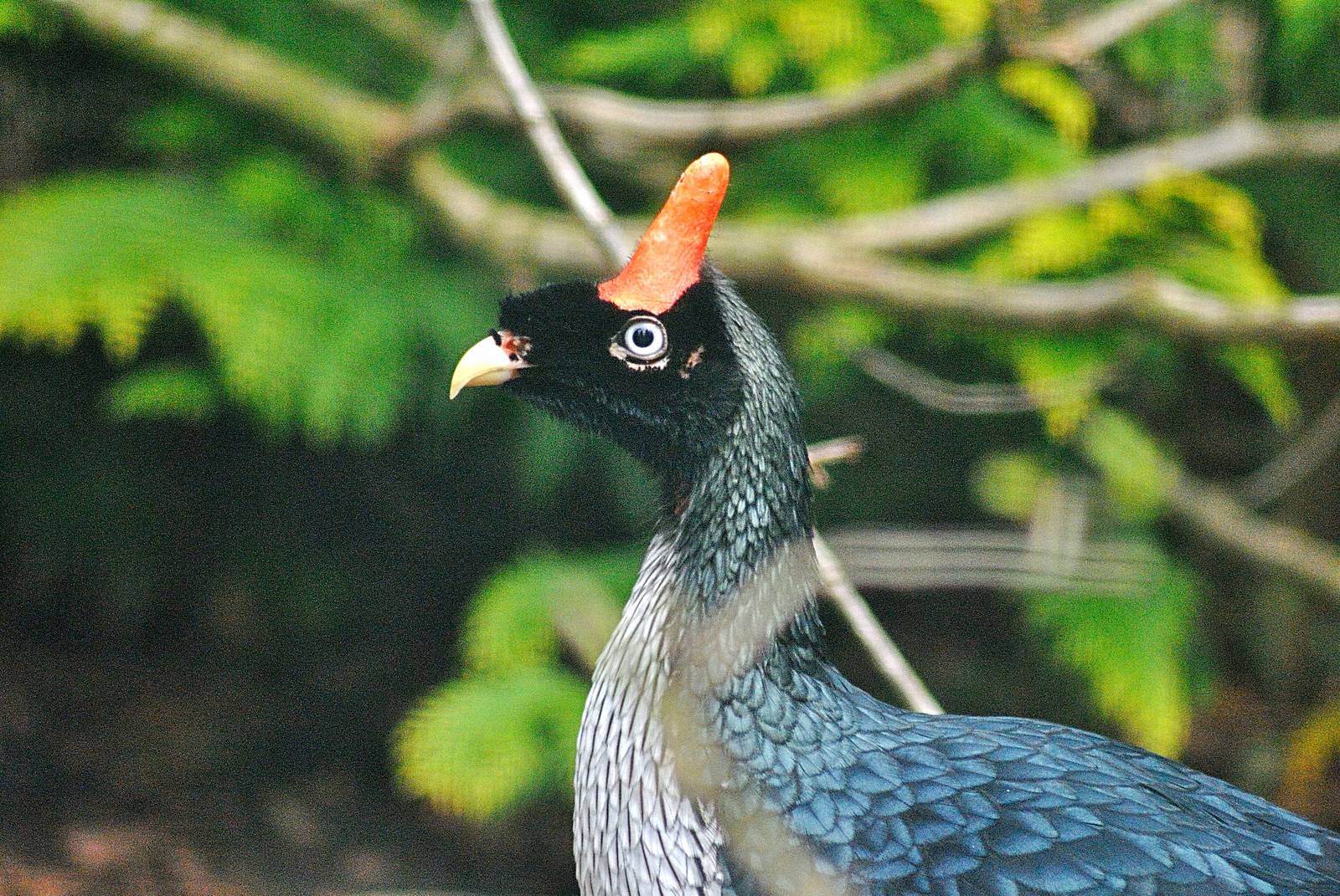 Horned guan