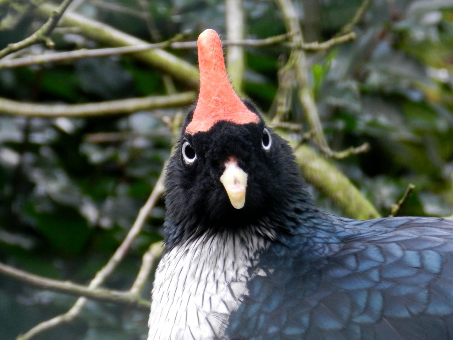 Horned Guan