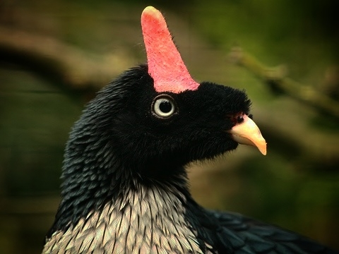 Horned Guan