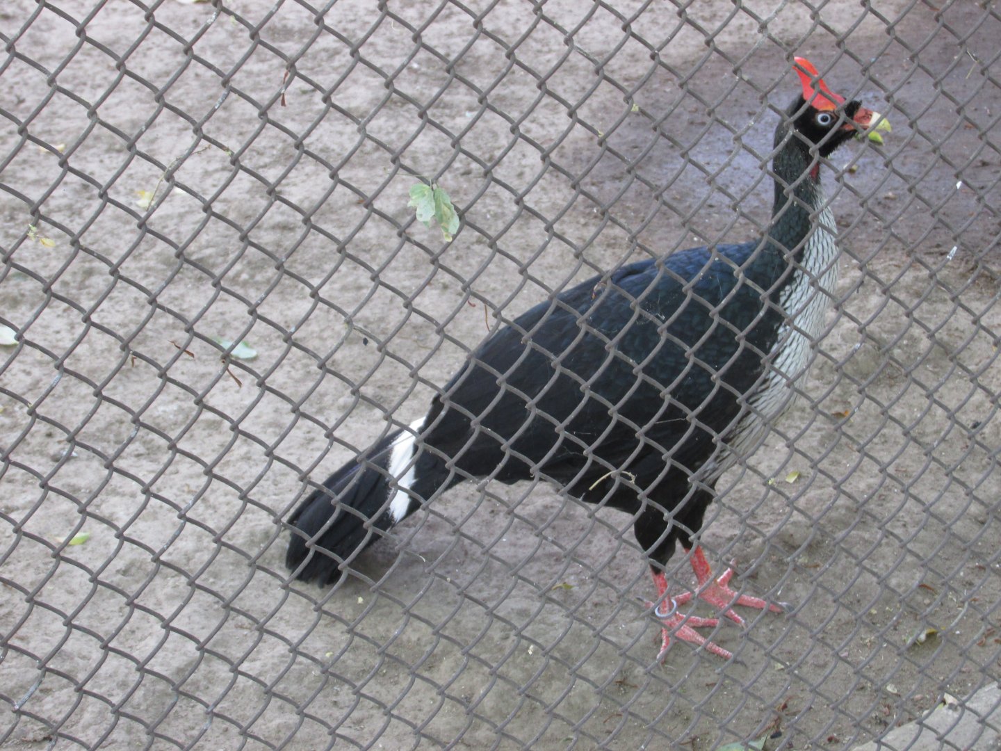 horned guan