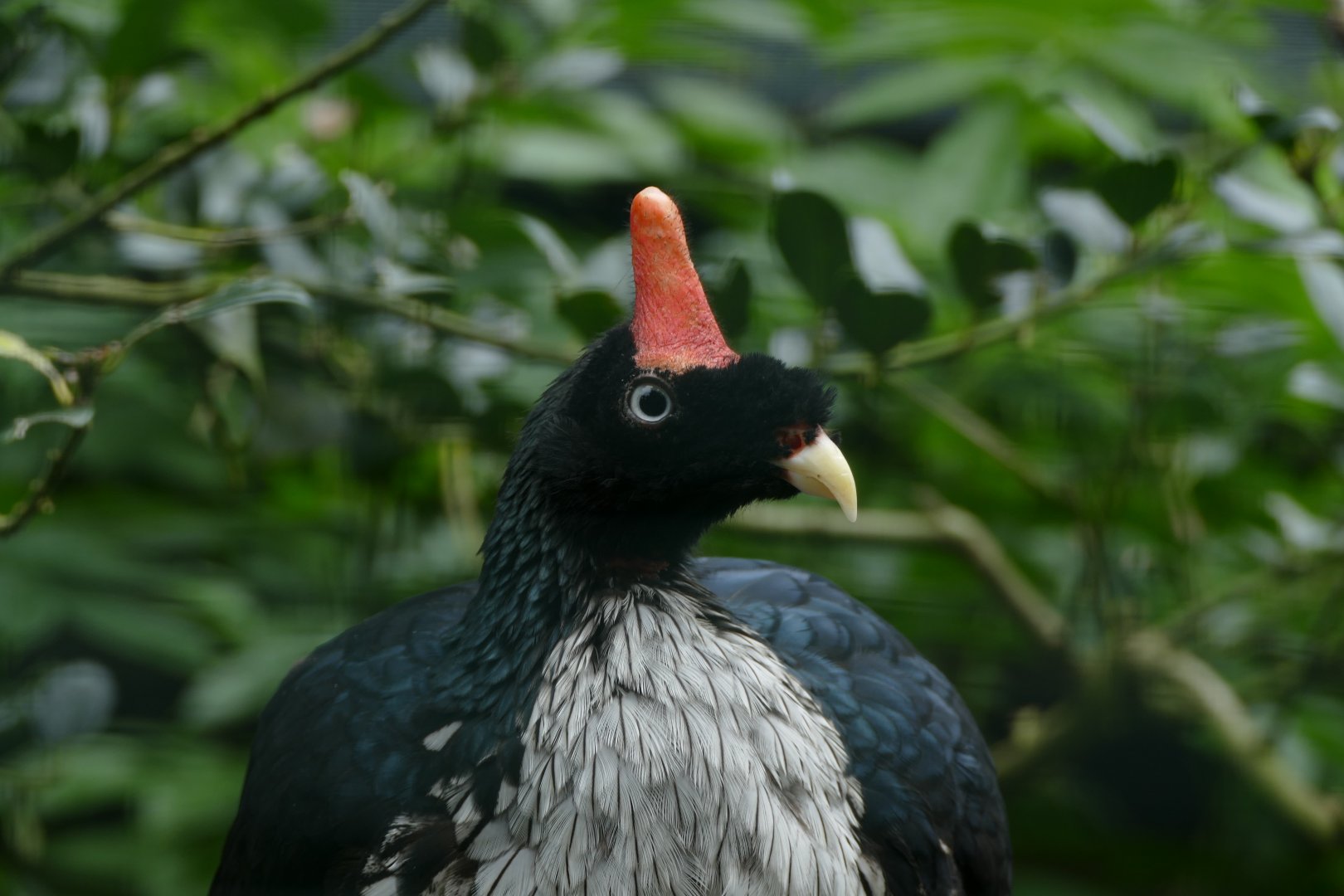 Horned Guan
