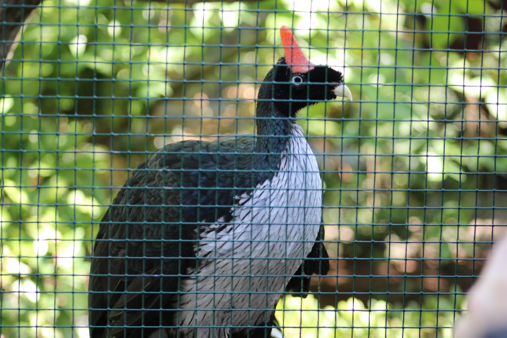 Horned Guan