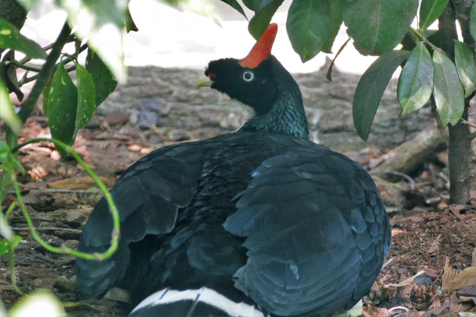 Horned guan