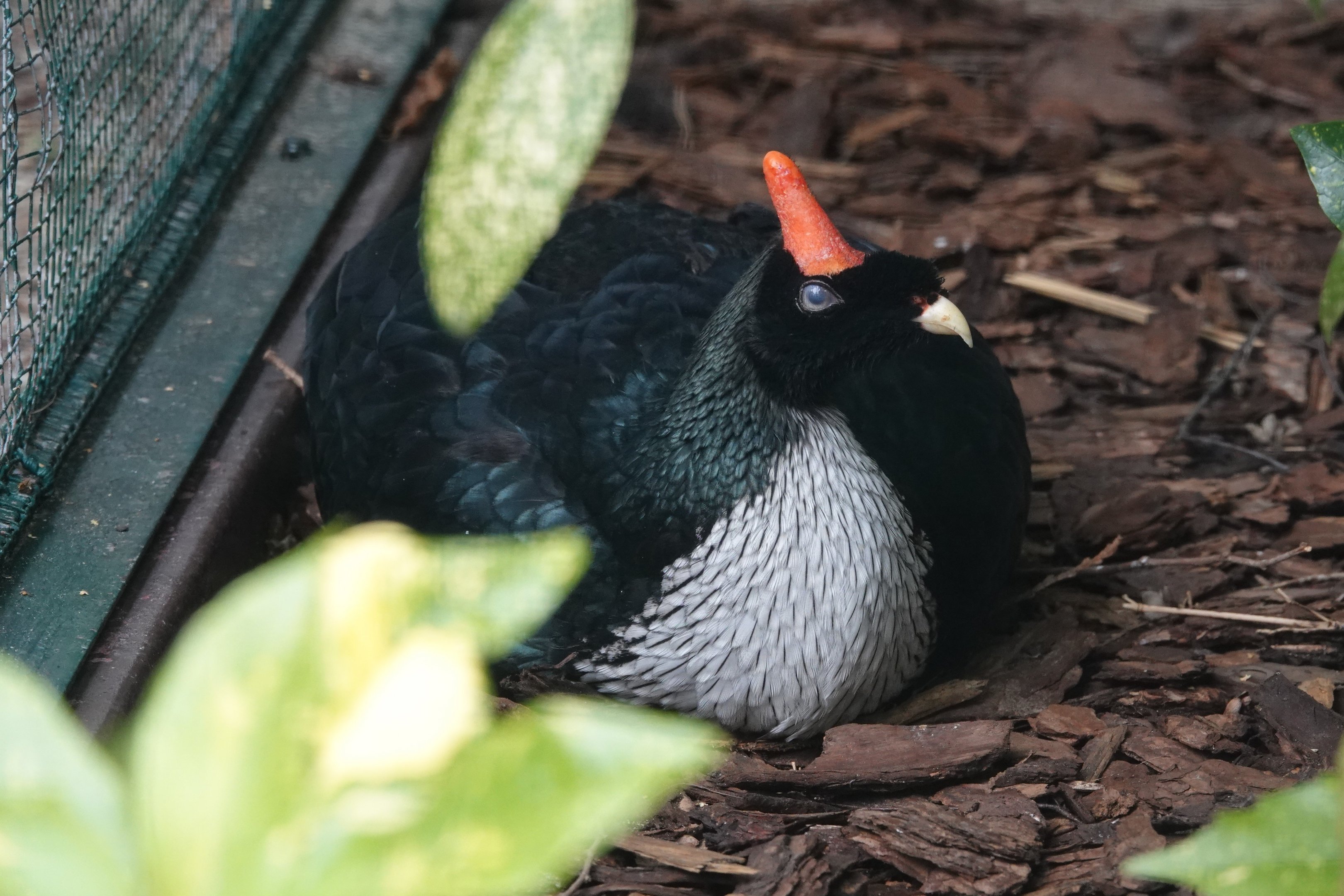 Horned guan