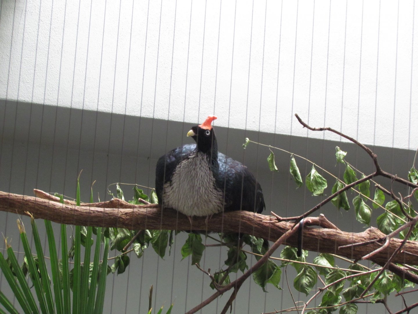 Horned Guan