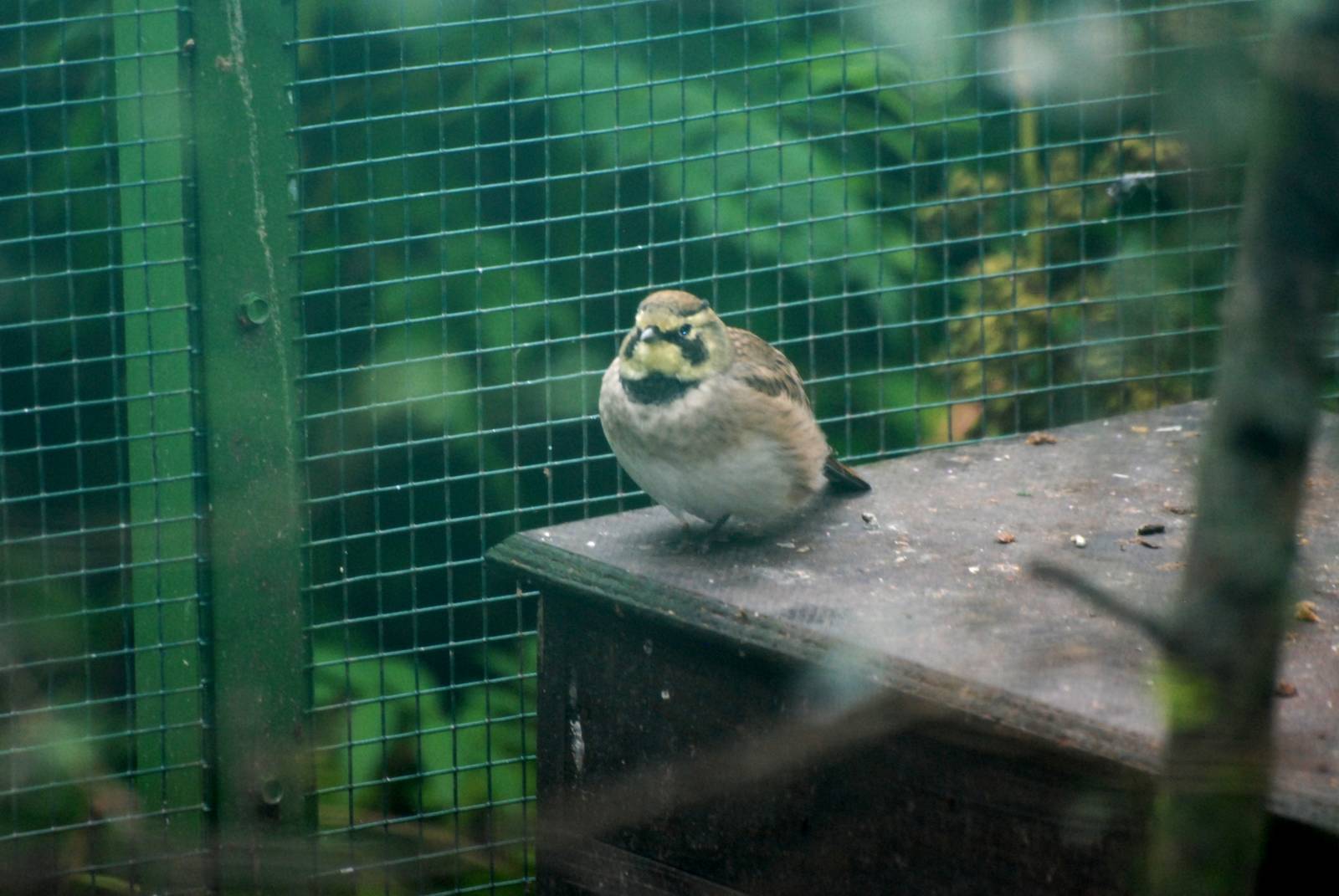 Horned Lark at Pilsen, 01/09/12