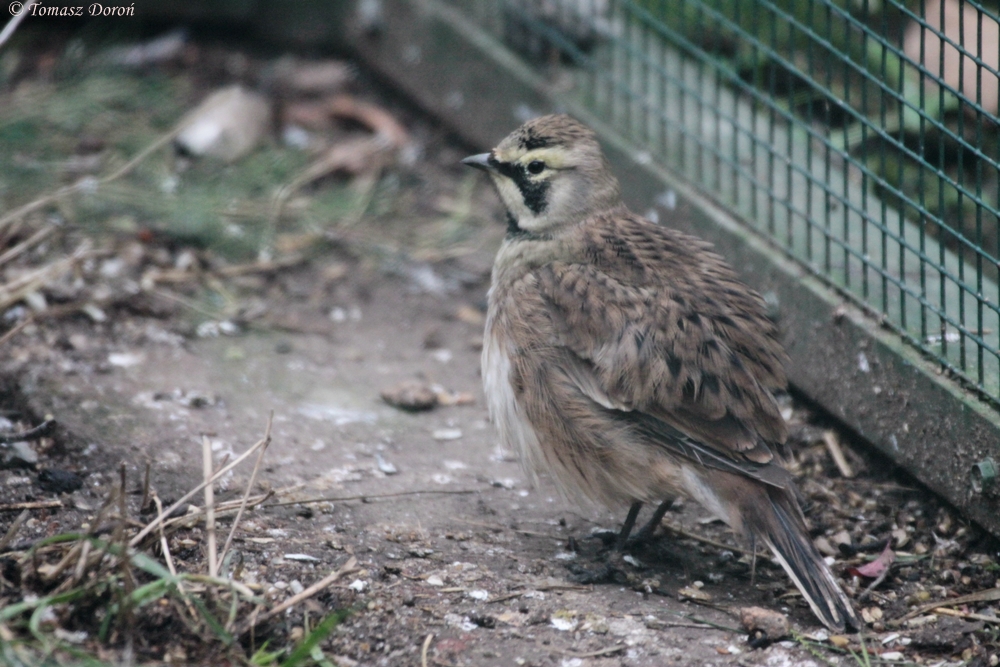 Horned Lark (Eremophila alpestris)