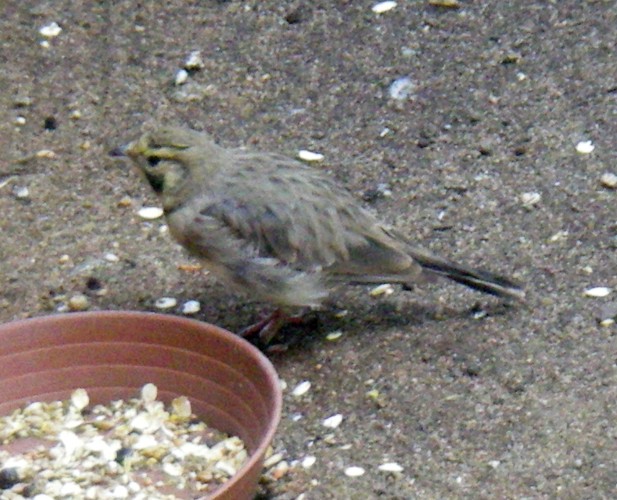 Horned Lark (Eremophila alpestris)