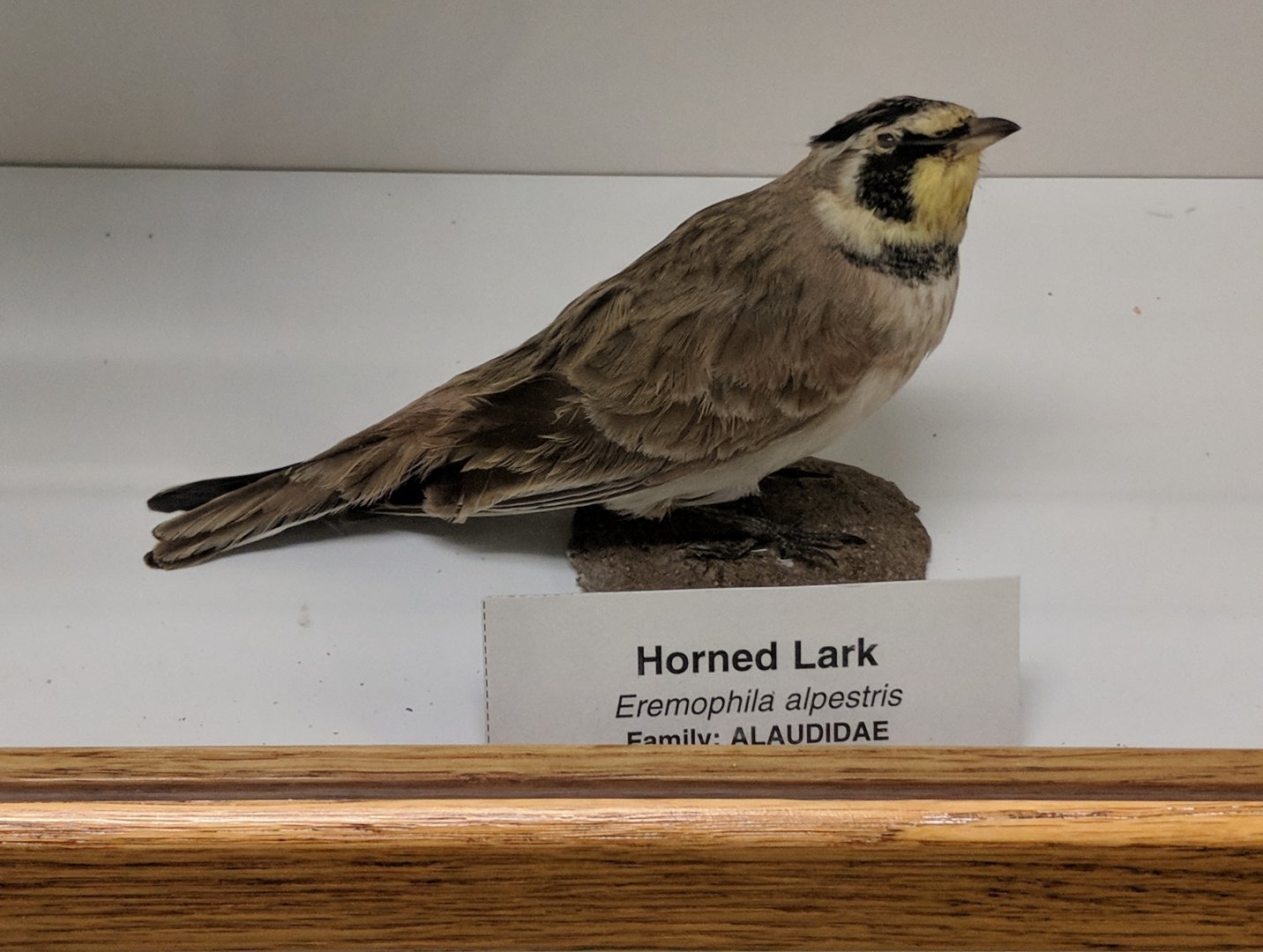 Horned lark (Eremophila alpestris)