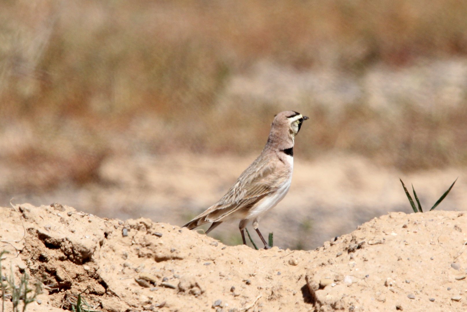 Horned Lark (Eremophila alpestris)