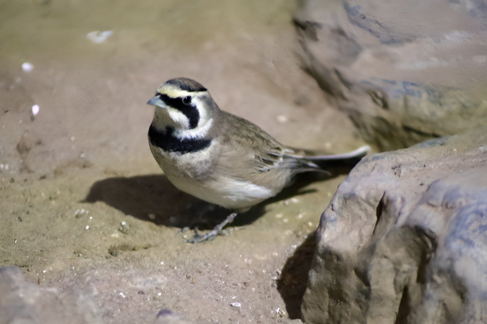Horned Lark (Eremophila alpestris)
