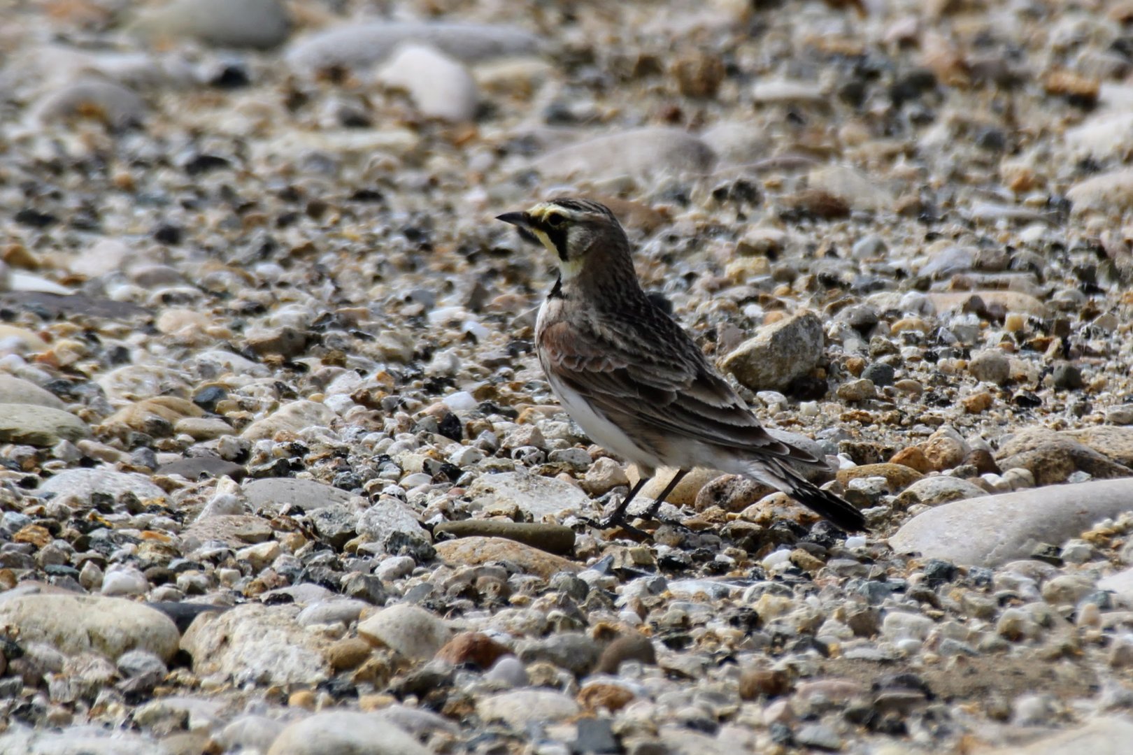Horned Lark (Eremophila alpestris)