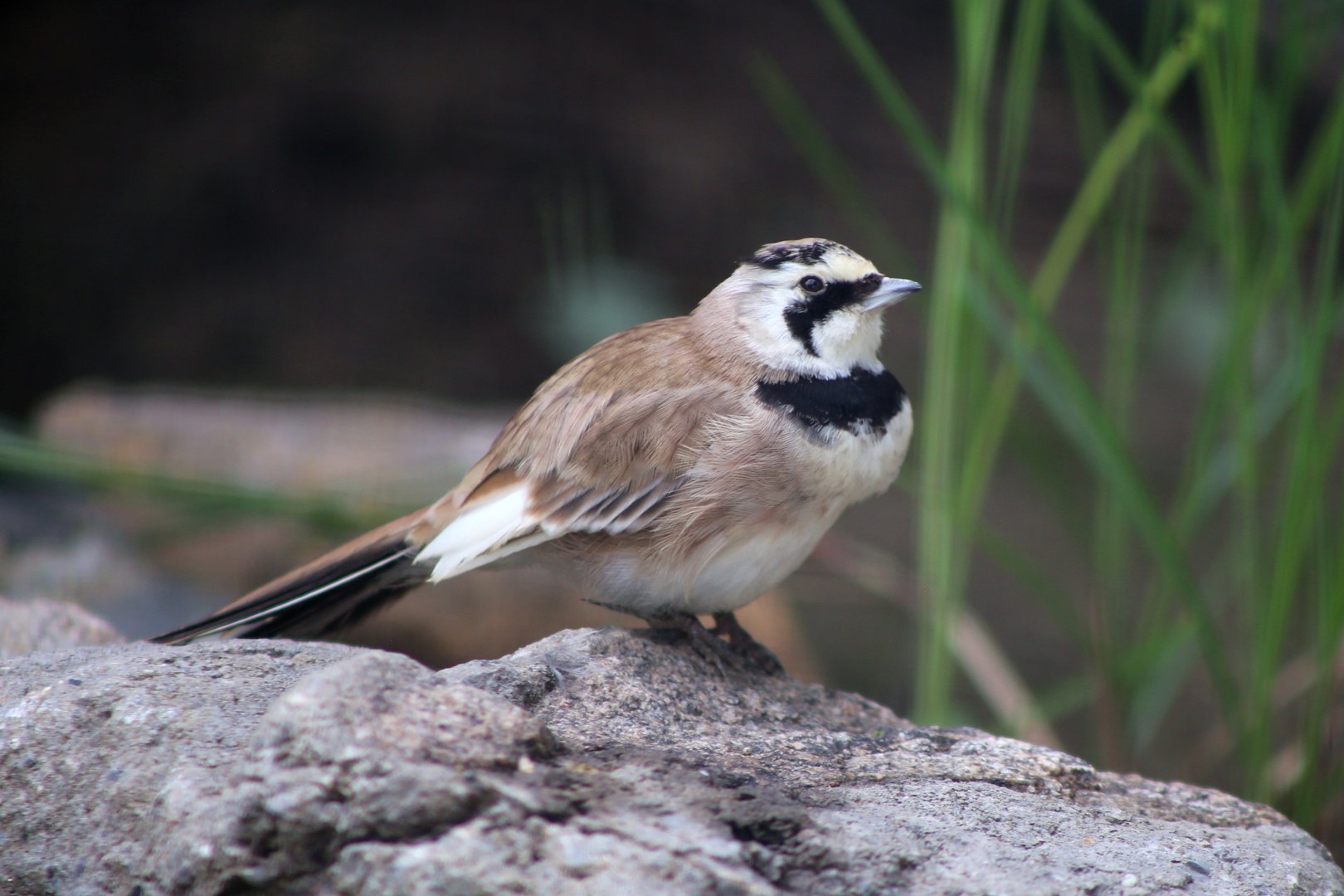 Horned Lark (Eremophila alpestris)