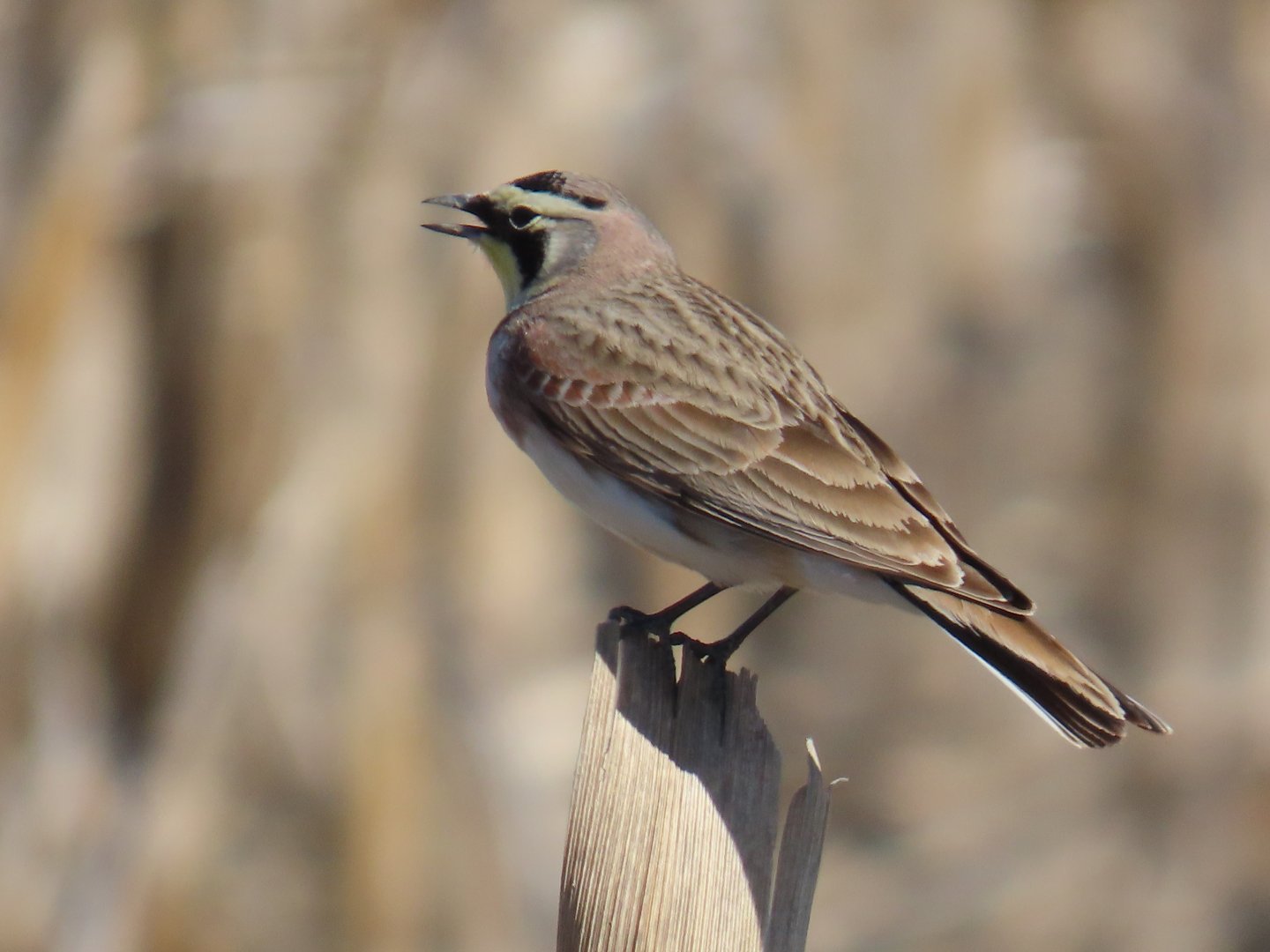 Horned Lark (Eremophila alpestris)