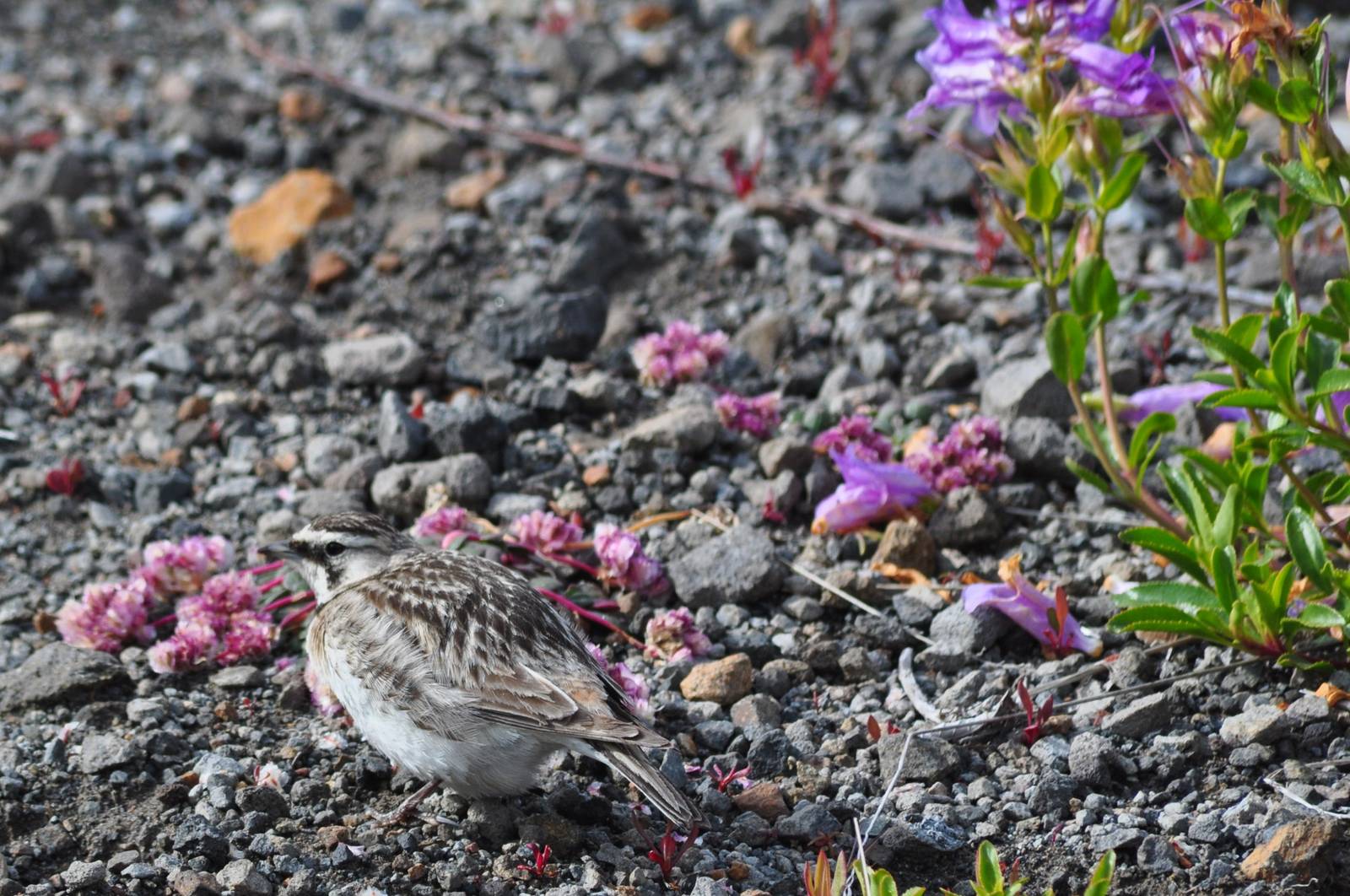 Horned Lark - Washington